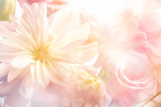 Soft Floral